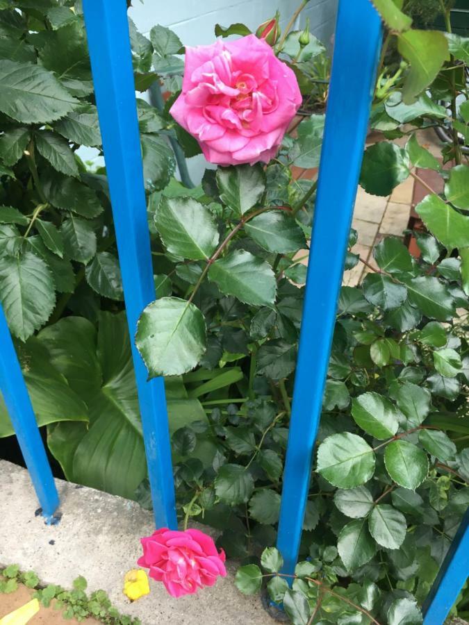 Avoca Villa Guest House Saint Helier Bagian luar foto